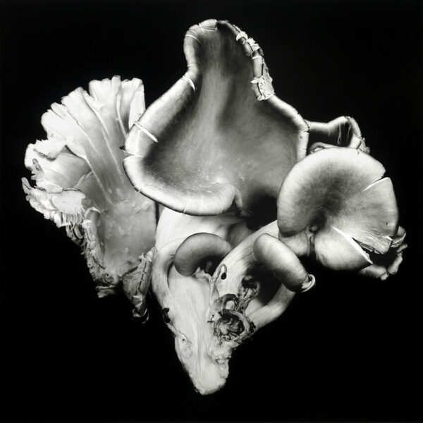 Mushroom Abstraction by Dale M Reid - a mesmerizing composition highlighting the unique shapes and textures of wild varieties.