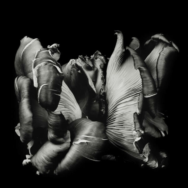 "Pursuit of Equality" Exhibition by Dale M Reid - a glimpse into a powerful narrative depicted through captivating fine art photography.