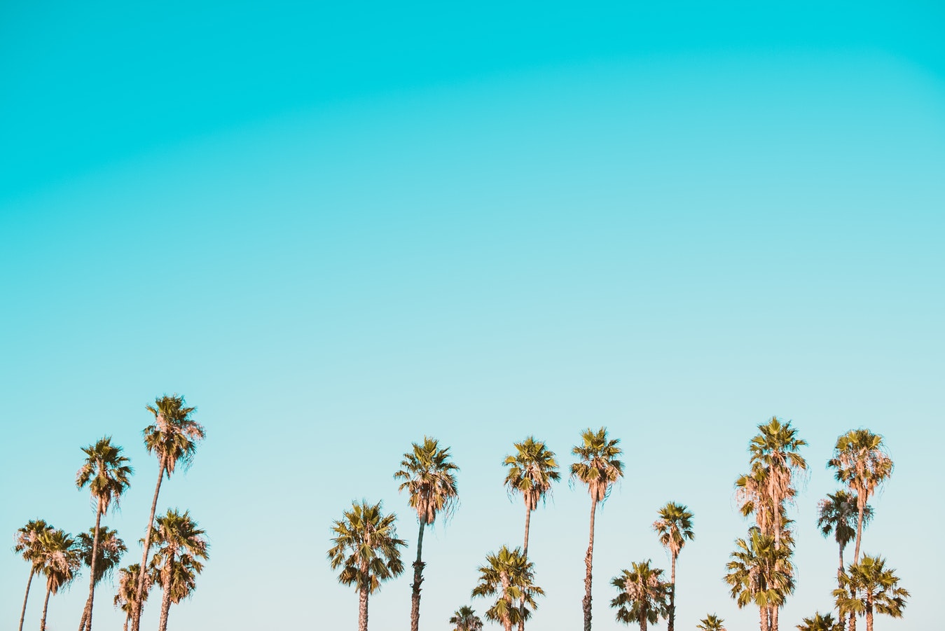 photo palms